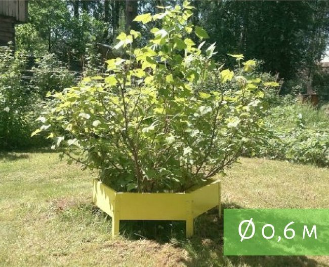 Клумба "Сота" 300 в Южно-Сахалинске
